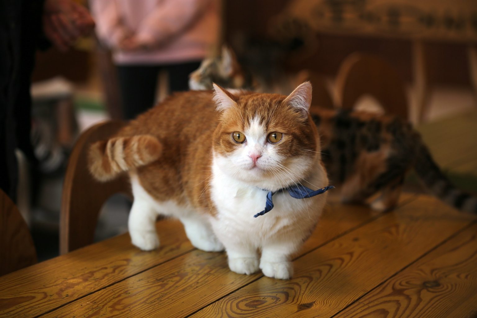 black and white munchkin cat Archives - Exotic MunchKin Kittens